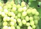 Виноград укрывной