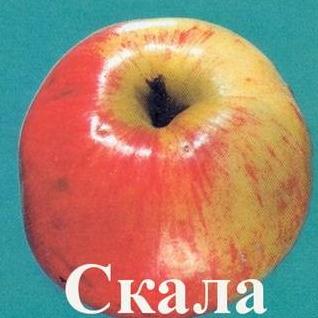 Сорт яблок Уралец