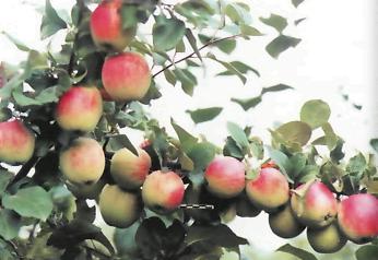 московские яблоки фото